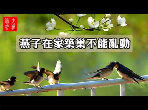 家裡有鳥來築巢|【家裡有鳥築巢】鳥巢報喜！1個跡象代表家宅運勢大。